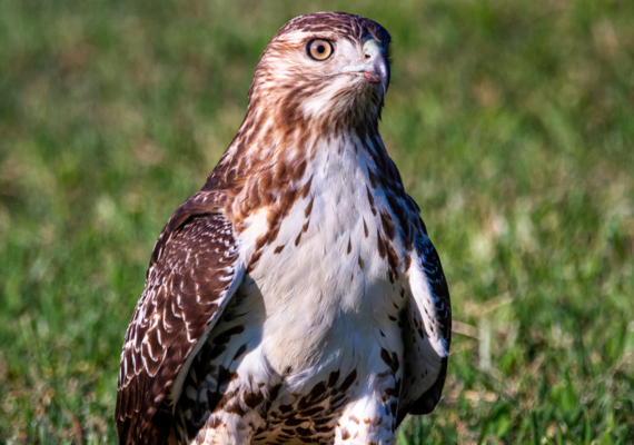 Red Tailed Hawk