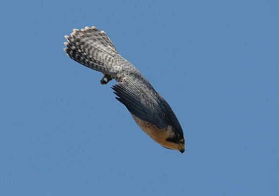 Peregrine Falcon retrieved from https://centerofthewest.org/2020/01/28/adaptations-for-speedy-life-style-of-peregrine-falcons/