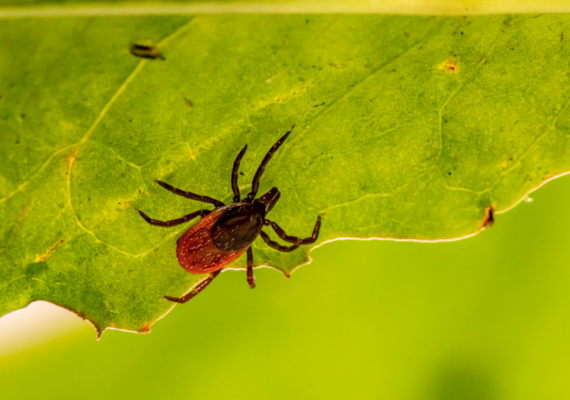 Tick Borne Diseases