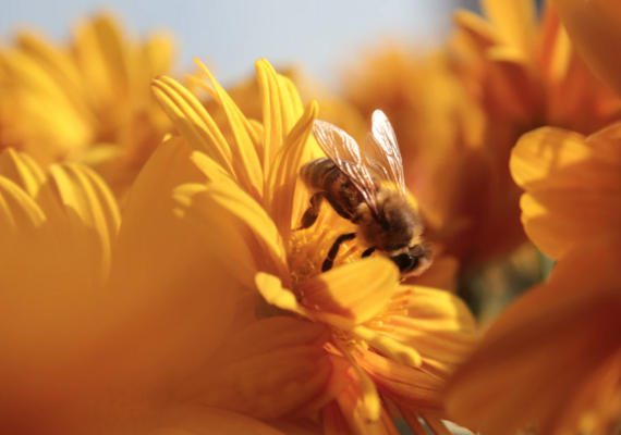 Bee
