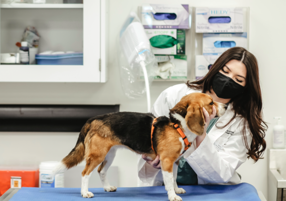 Small Animal Physical Exam