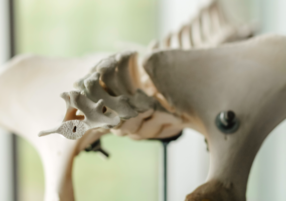 Equine Anatomy