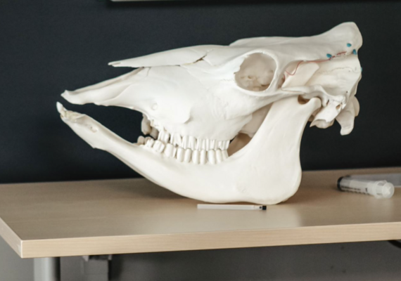 Large Animal Anatomy 