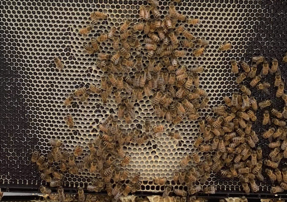 Priyanka w bees