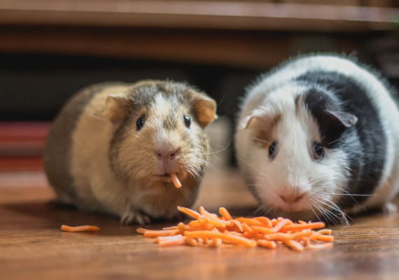 Guinea Pig Gastrointestinal System