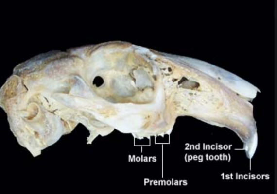 Rabbit Teeth   