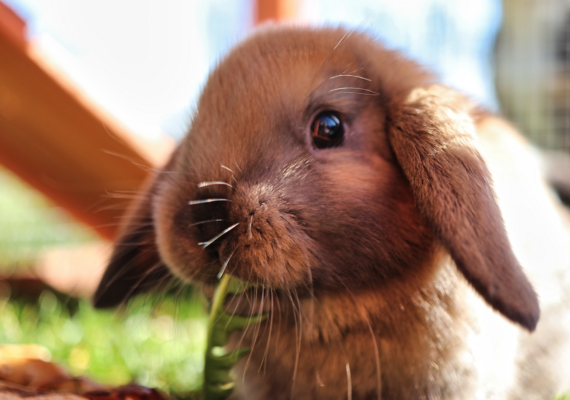 Rabbit Digestive System