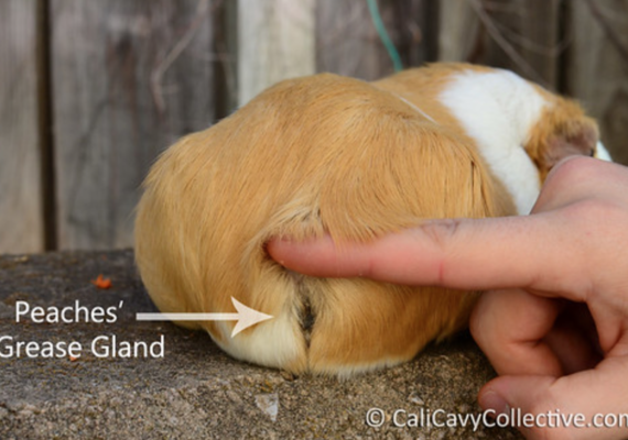 Guinea Pig Grease Gland