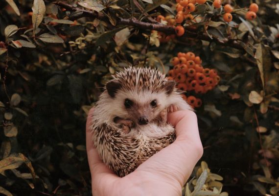 Hedgehog spines
