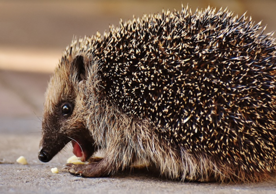 Hedgehog digestive system
