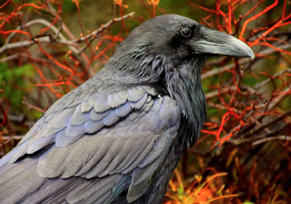 Raven