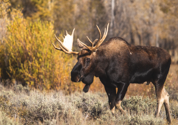 Moose