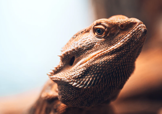 Reptiles as pets