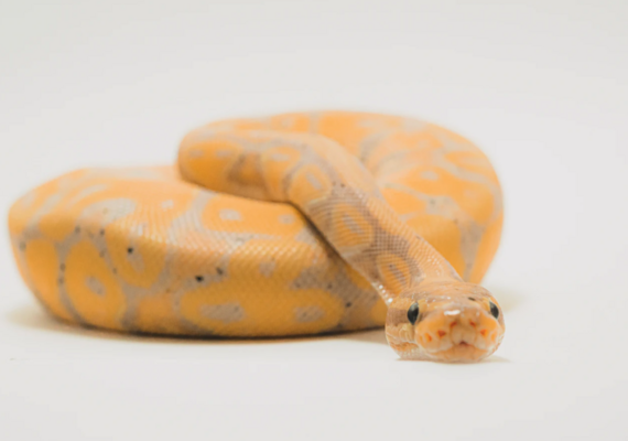 Reptile Husbandry & Humidity
