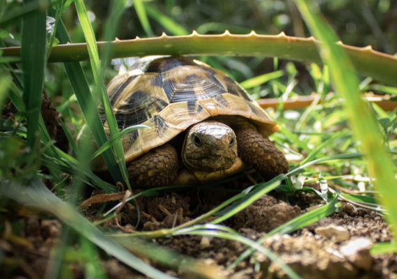 Reptile Husbandry - Temperature