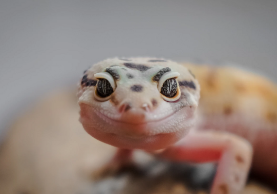 Reptile Husbandry - Handling