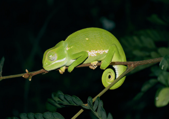 Reptile Husbandry - Enclosure