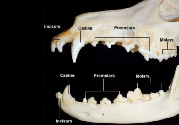 Canine Teeth