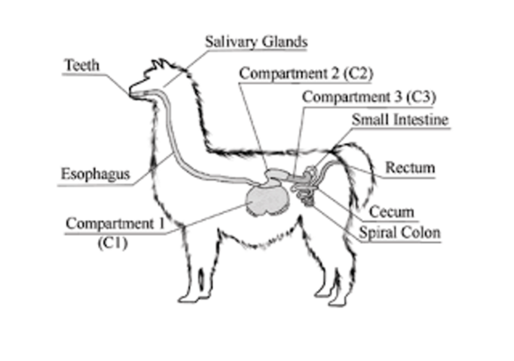 Alpaca Digestive System