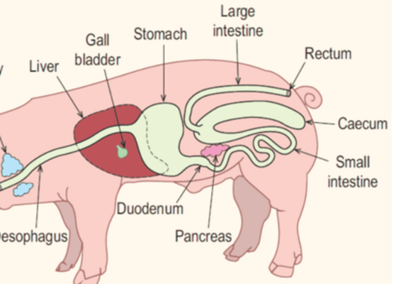 Porcine Digestive System