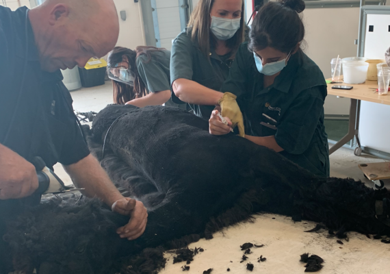 Alpaca Processing