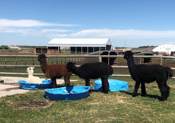 Alpacas are like cats