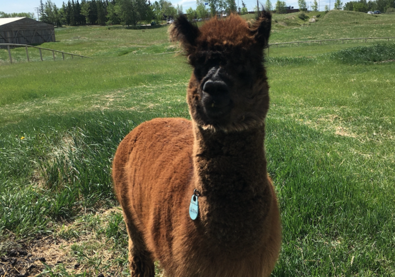 Camelid Terms