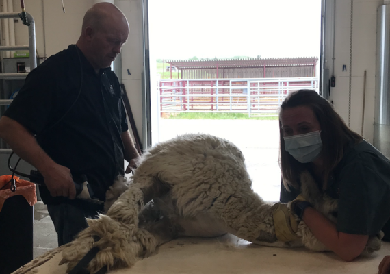 Alpaca Shearing