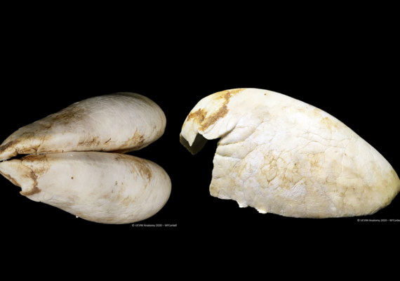 Equine Lungs