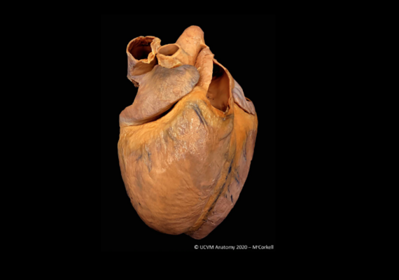 Equine Heart