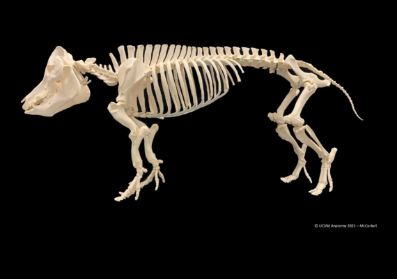 Porcine Skeleton