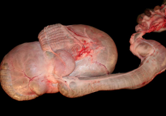Alpaca Stomach 