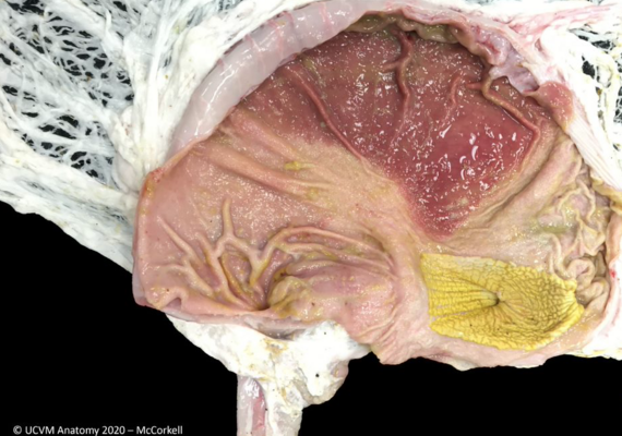 Porcine Stomach 