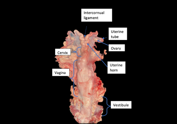 Female Bovine Reproductive system