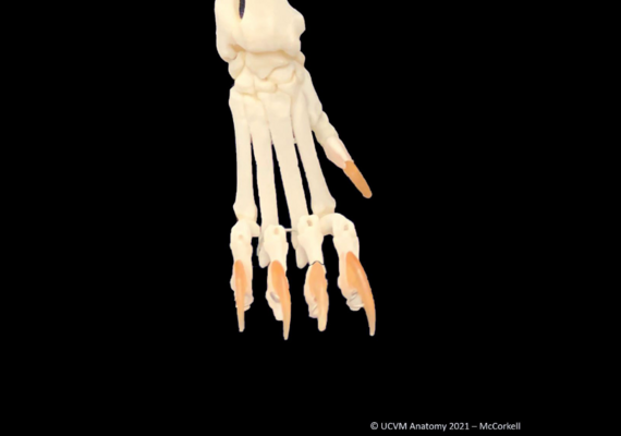 Feline Distal Limb