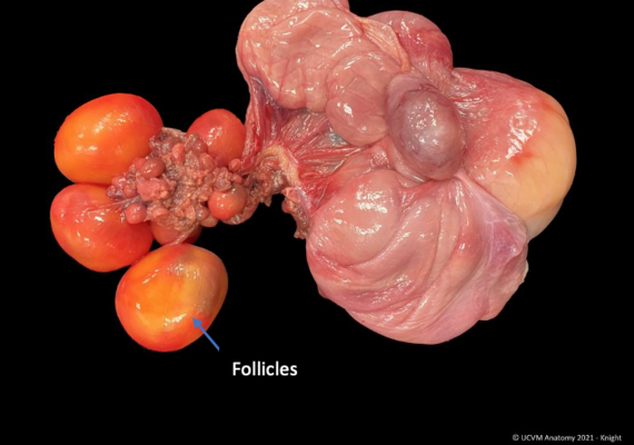 Avian Female Reproductive System