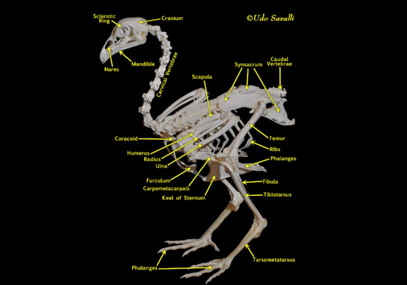 Bird Skeleton 