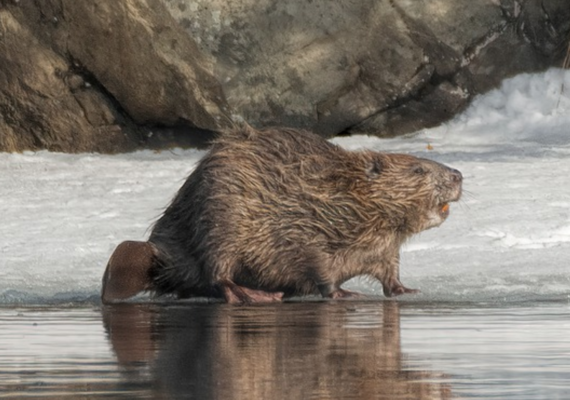Beaver
