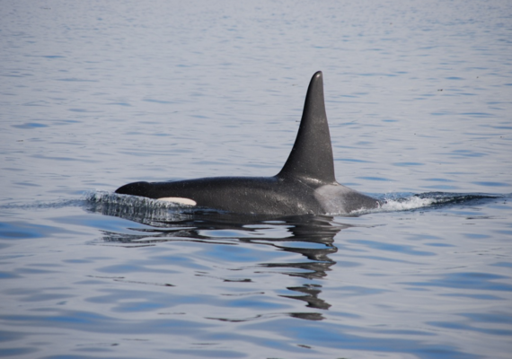 Killer Whales