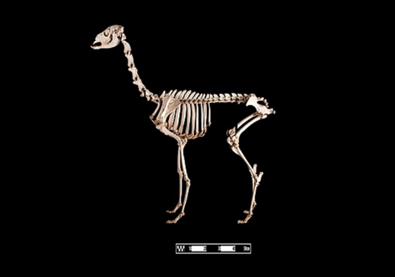 Alpaca Skeleton