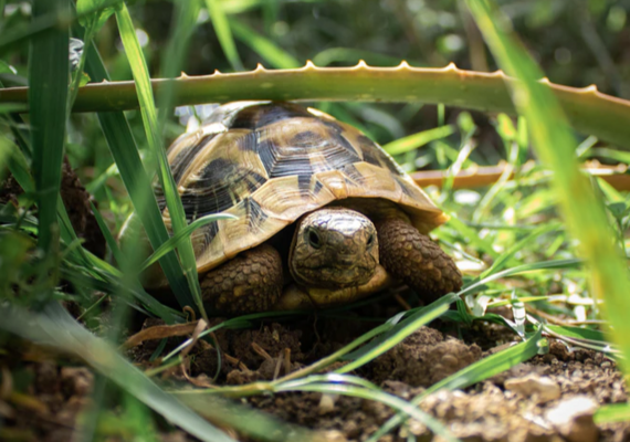 Turtle Bladders