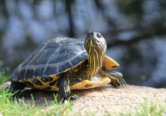 Turtle Breathing
