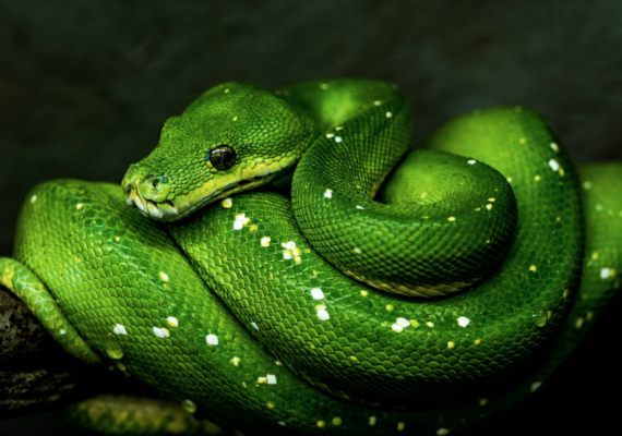 Snake Senses