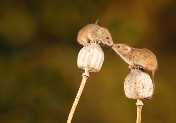 Rodenticides