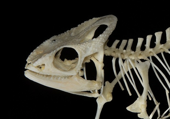 Lizard Anatomy IMAGE CREDIT TO: https://www.madcham.de/en/anatomie/