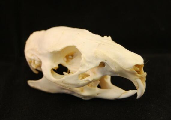 Guinea Pig Teeth  