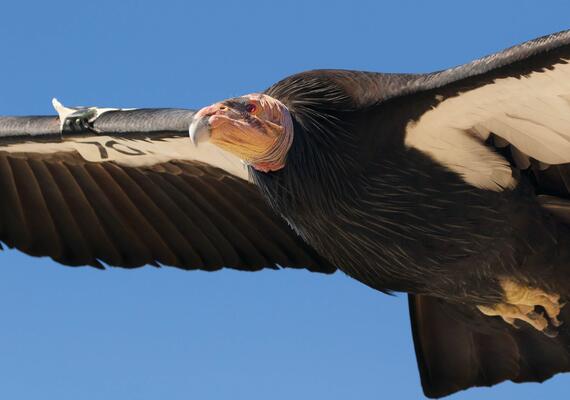 California Condor