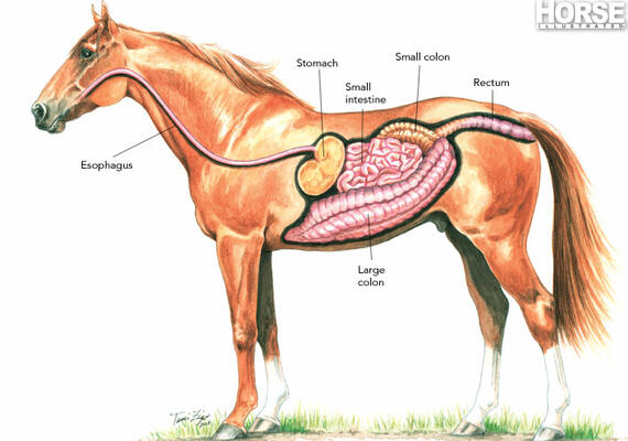 Equine Digestive System