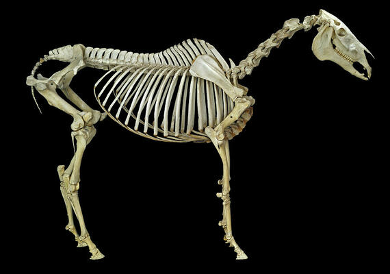 Equine Skeleton