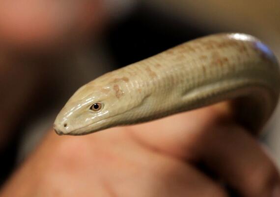 Image Credit: https://www.google.com/search?q=what%27s+the+difference+between+snakes+and+lizards&rlz=1C5CHFA_enUS690US692&source=lnms&tbm=isch&sa=X&ved=2ahUKEwit2LCD2JfxAhUwFzQIHf_mDTQQ_AUoA3oECAEQBQ&biw=1366&bih=662#imgrc=EZ7HUOp-mPSlRM&imgdii=prbAJziZZpQ5nM